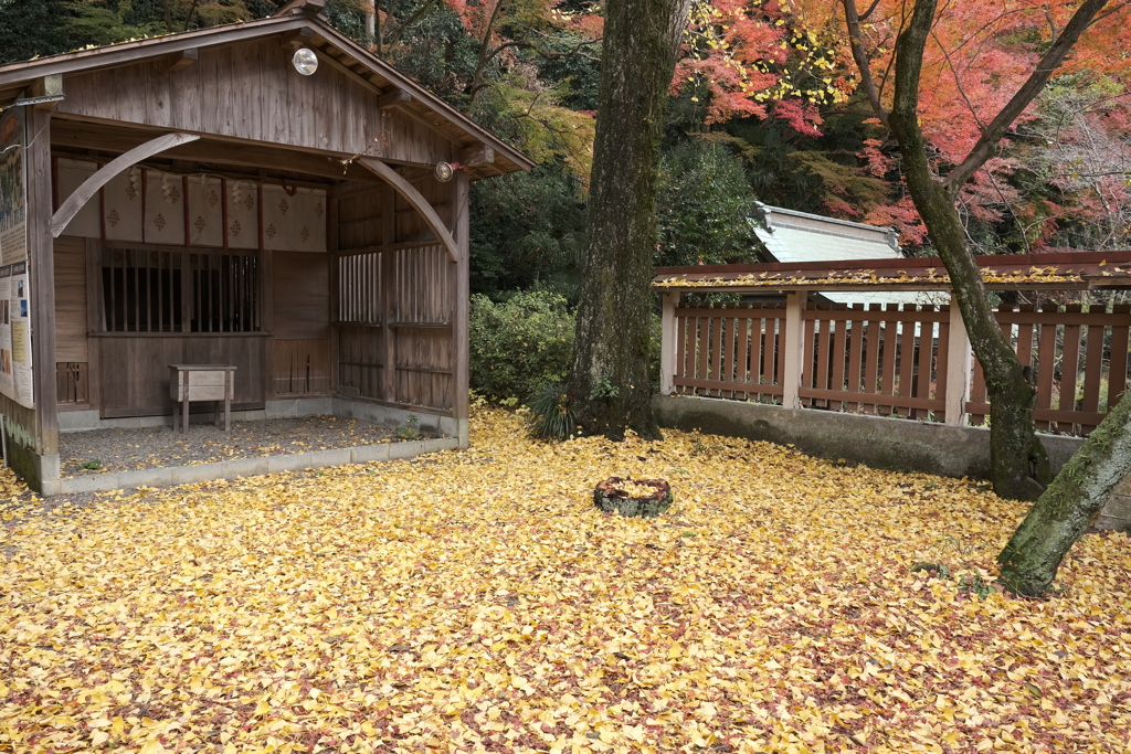 金崎宮の晩秋、広がる落ち葉の絨毯
