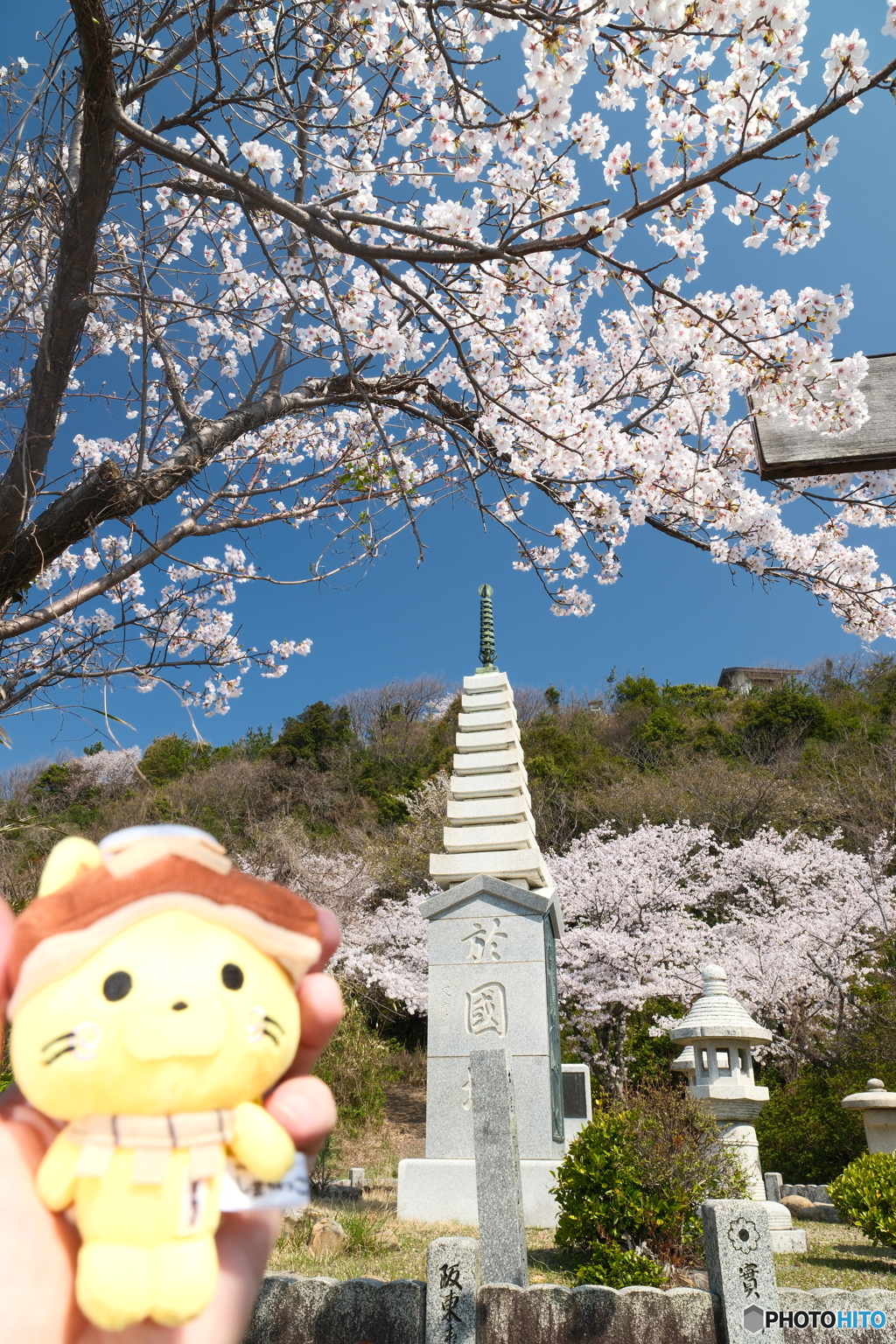 島根県桜巡りの最終日は快晴３