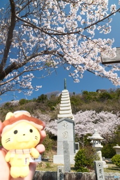 島根県桜巡りの最終日は快晴３