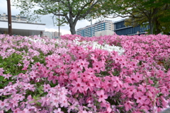 大津湖岸なぎさ公園の芝桜１