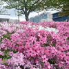 大津湖岸なぎさ公園の芝桜１