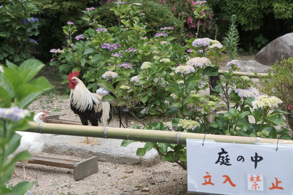 いがいと鶏に夢中４