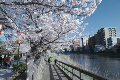 快晴の桜日和、浅野川沿い５