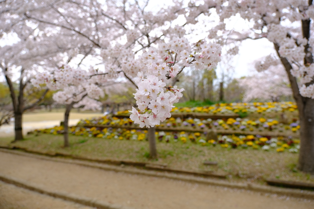 桜は満開、花見客は満杯８
