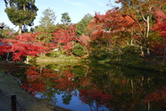 今年最後の見頃であろう紅葉in高台寺５