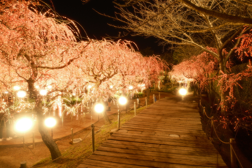 春の訪れ、梅の花ライトアップ７