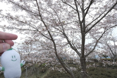 今年の桜は見頃のタイミングに難攻した挙句散り始め、綾部にて１２