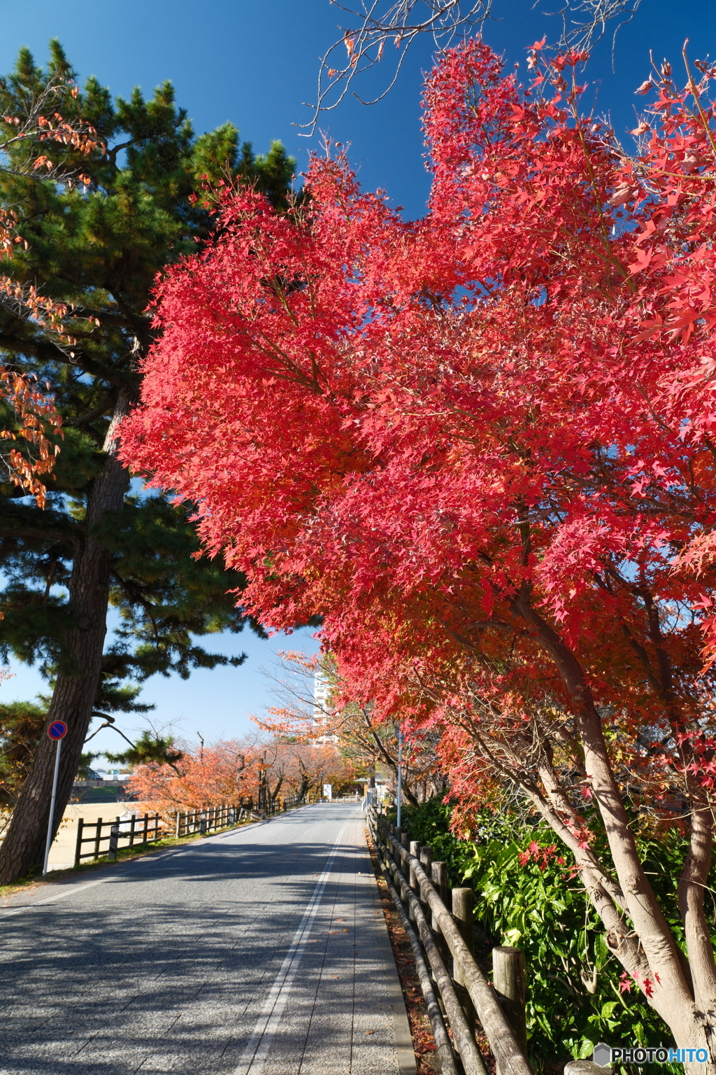 岡崎城公園の紅葉１