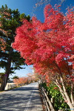 岡崎城公園の紅葉１