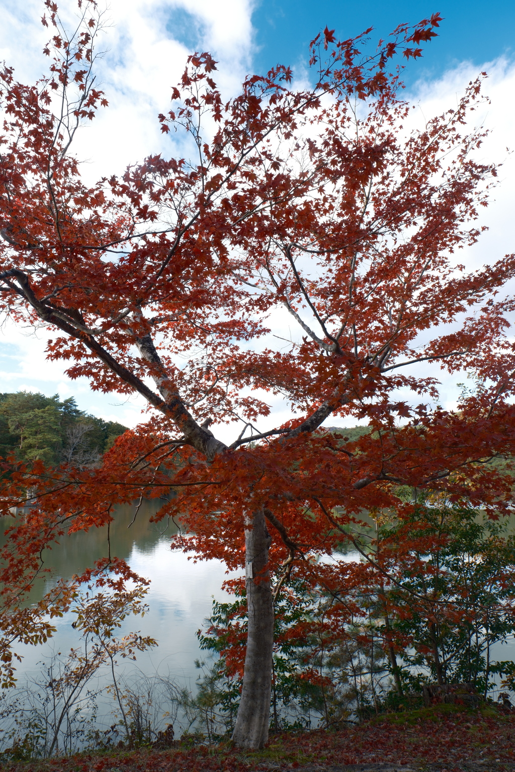 12月の紅葉１９