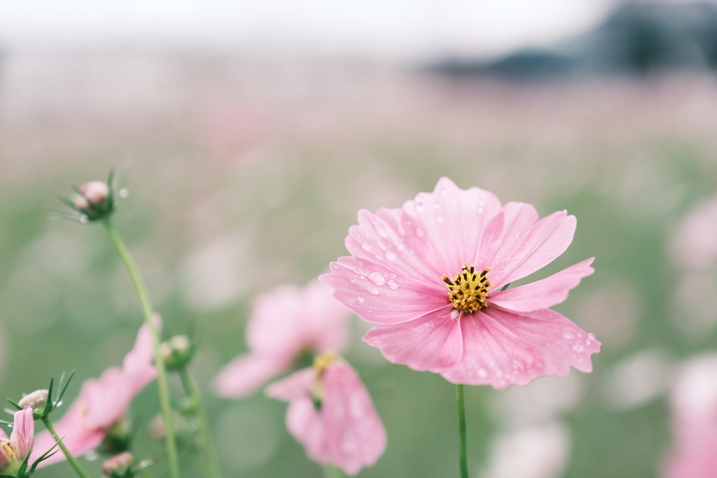 藤原宮跡の秋桜１