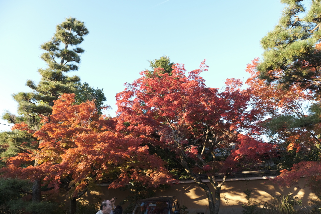 空も気持ちも快晴な紅葉４