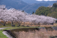 人吉市にて桜巡り２