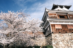 今年の桜巡りは詰め込みすぎて、福知山城にて１