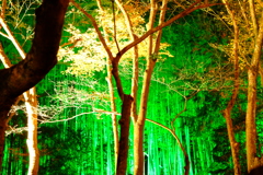 冷え込む夜と照らされる竹林
