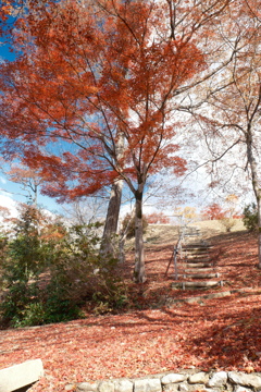 12月の紅葉８