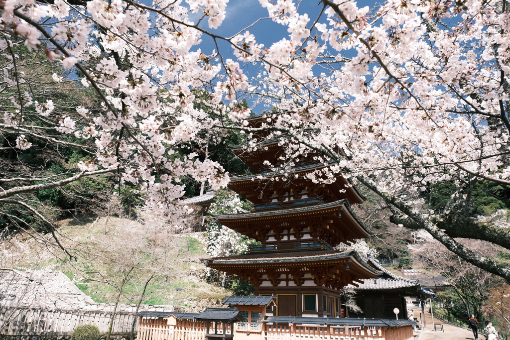 晴れた日に見れた見頃の桜、長谷寺にて４