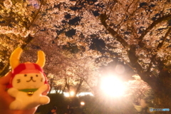 今年の桜の見納めに彦根城周辺の夜桜６