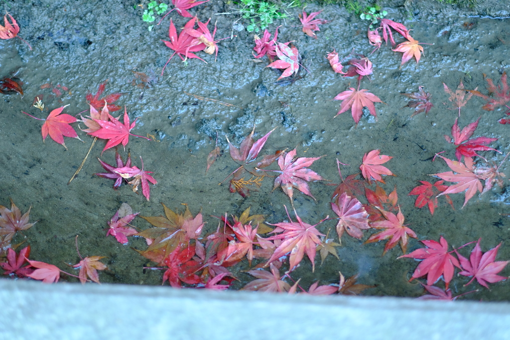 見頃所により晩秋１