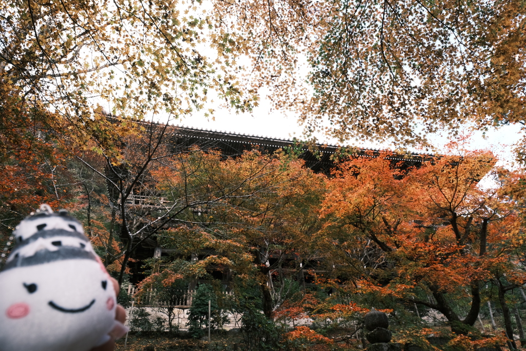 仕事は休業中、紅葉は播州、書写山圓教寺にて２