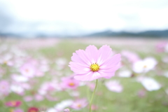 藤原宮跡の秋桜８