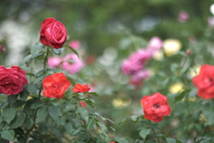 郡是の薔薇３