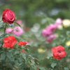 郡是の薔薇３