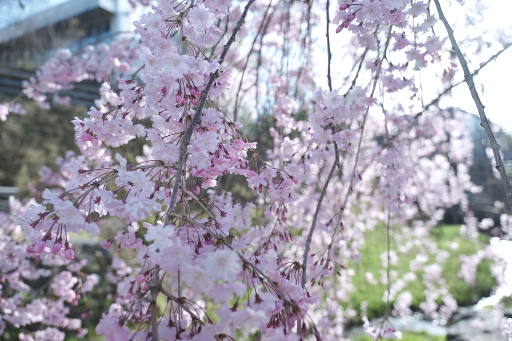 快晴の桜日和、浅野川沿い１２