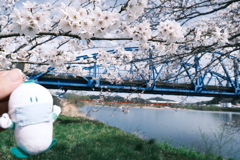 今年の桜巡りは詰め込みすぎて、綾部大橋にて１