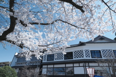 快晴の桜日和、金沢城公園、兼六園の間２