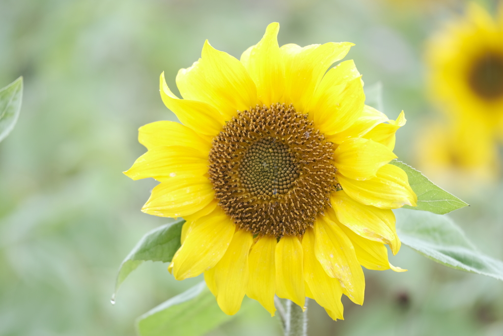 晩秋に見れた遅咲きの花４