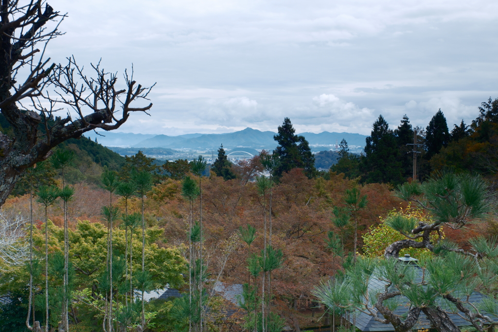 早いようで見頃の紅葉は既に飛ばされたような跡１