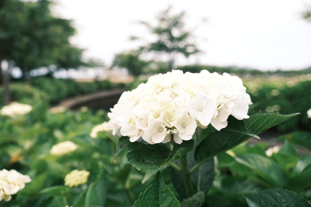 宮荘川の紫陽花２