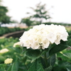 宮荘川の紫陽花２