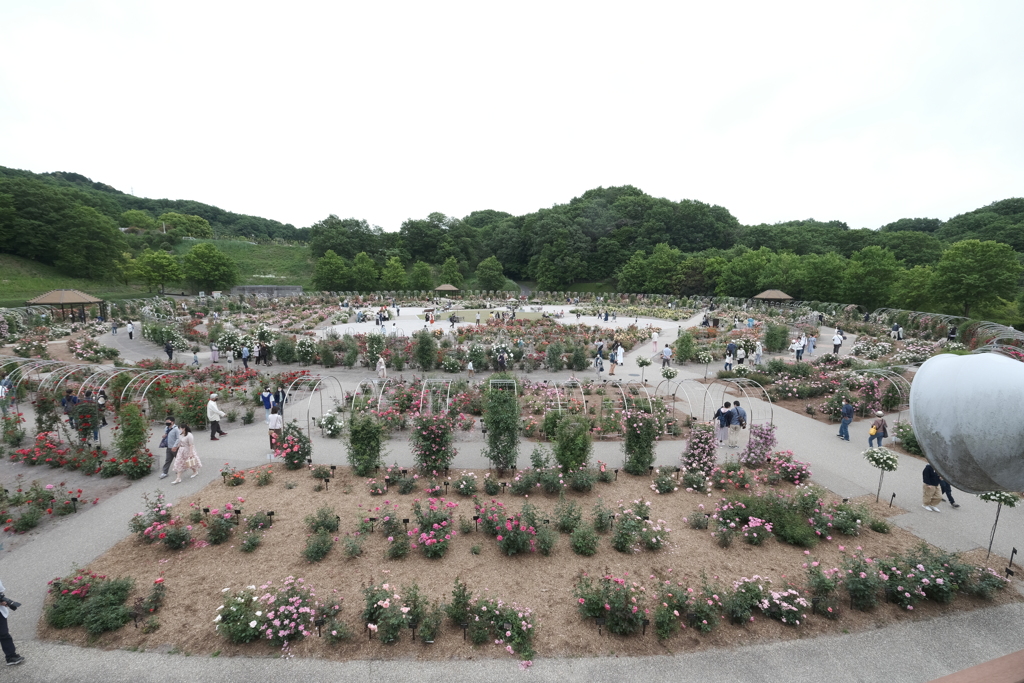 広大な薔薇園、ぎふワールドローズガーデン６