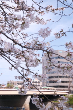 熊本市とある河川周辺の桜６