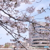 熊本市とある河川周辺の桜６