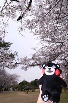 九州で桜を撮りに行くのは初めて７