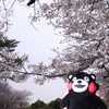 九州で桜を撮りに行くのは初めて７