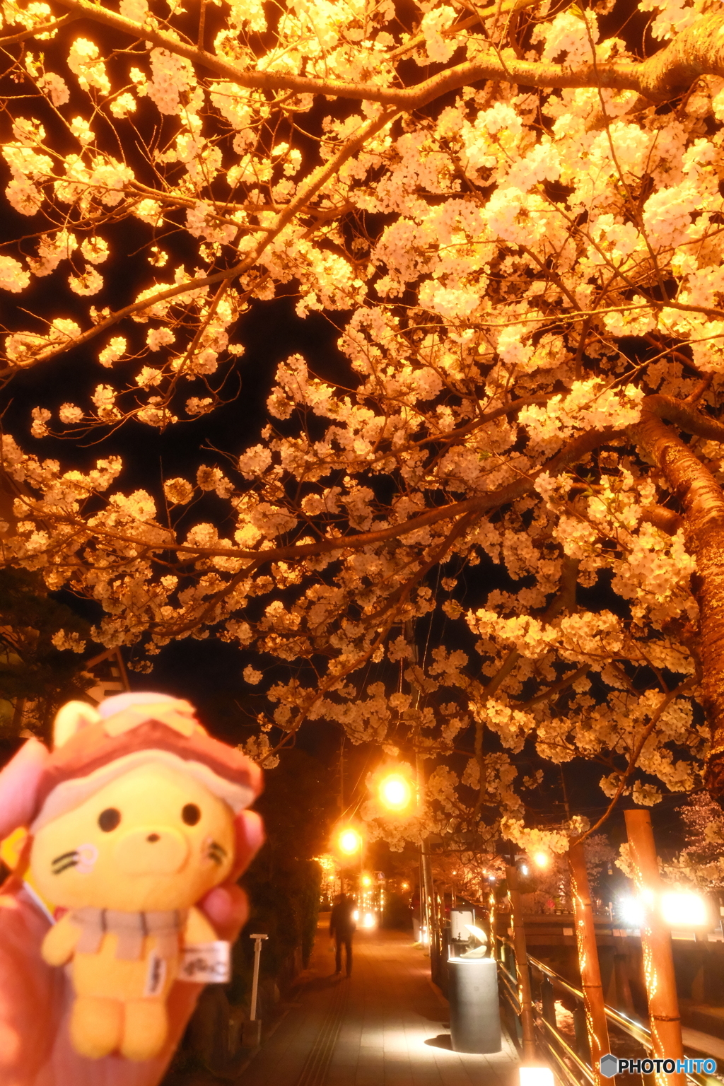 玉湯川堤の夜桜８