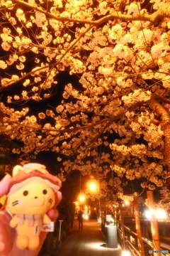玉湯川堤の夜桜８
