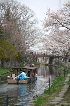 3月末急開花した桜６