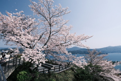 今年の桜の見納めどき、過密ながらも色々巡って終われた時４