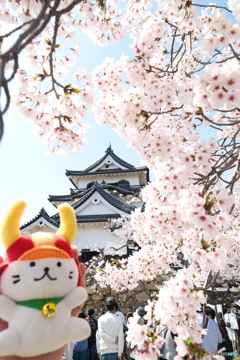 今年の桜の見納めに彦根城８