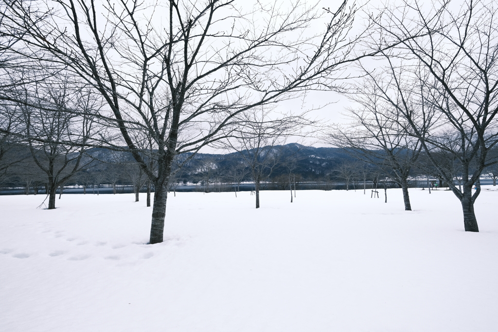 ３年ぶり、雪の中の余呉湖１周散策２