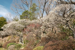 かつて身近だったところも今や遠出、中山寺４