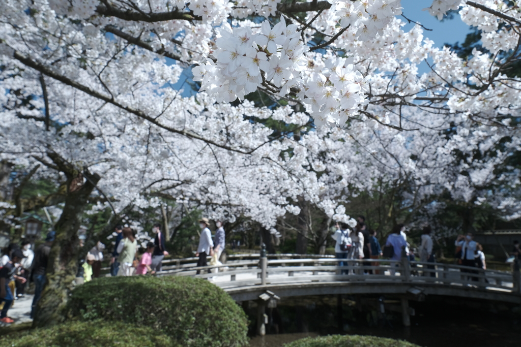 快晴の桜日和、兼六園にて４