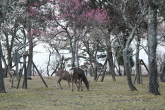 鹿と満開にはまだ先な梅