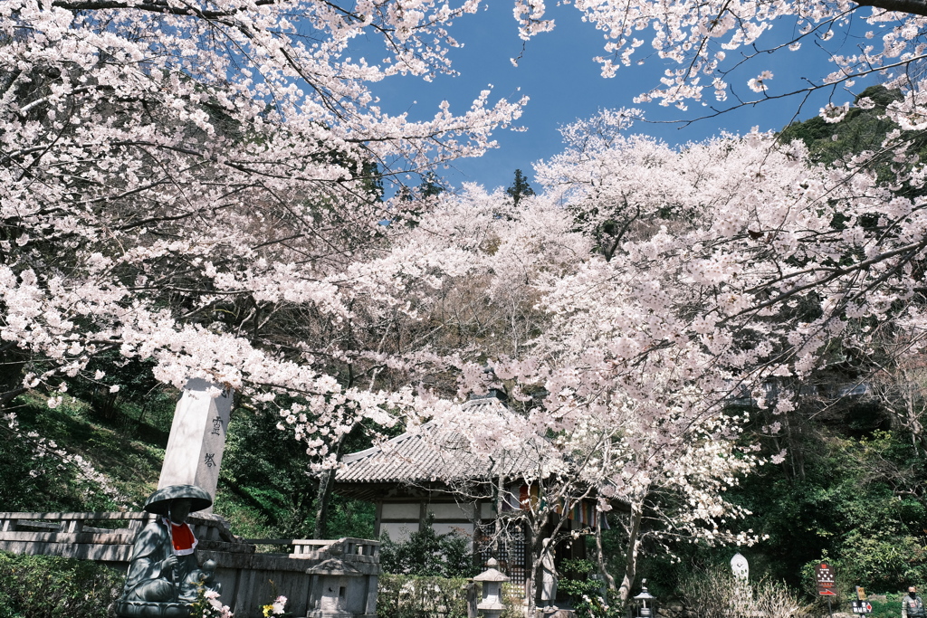 晴れた日に見れた見頃の桜、長谷寺にて７