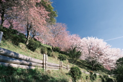 晴れた日に見れた見頃の桜、大美和の杜展望台６